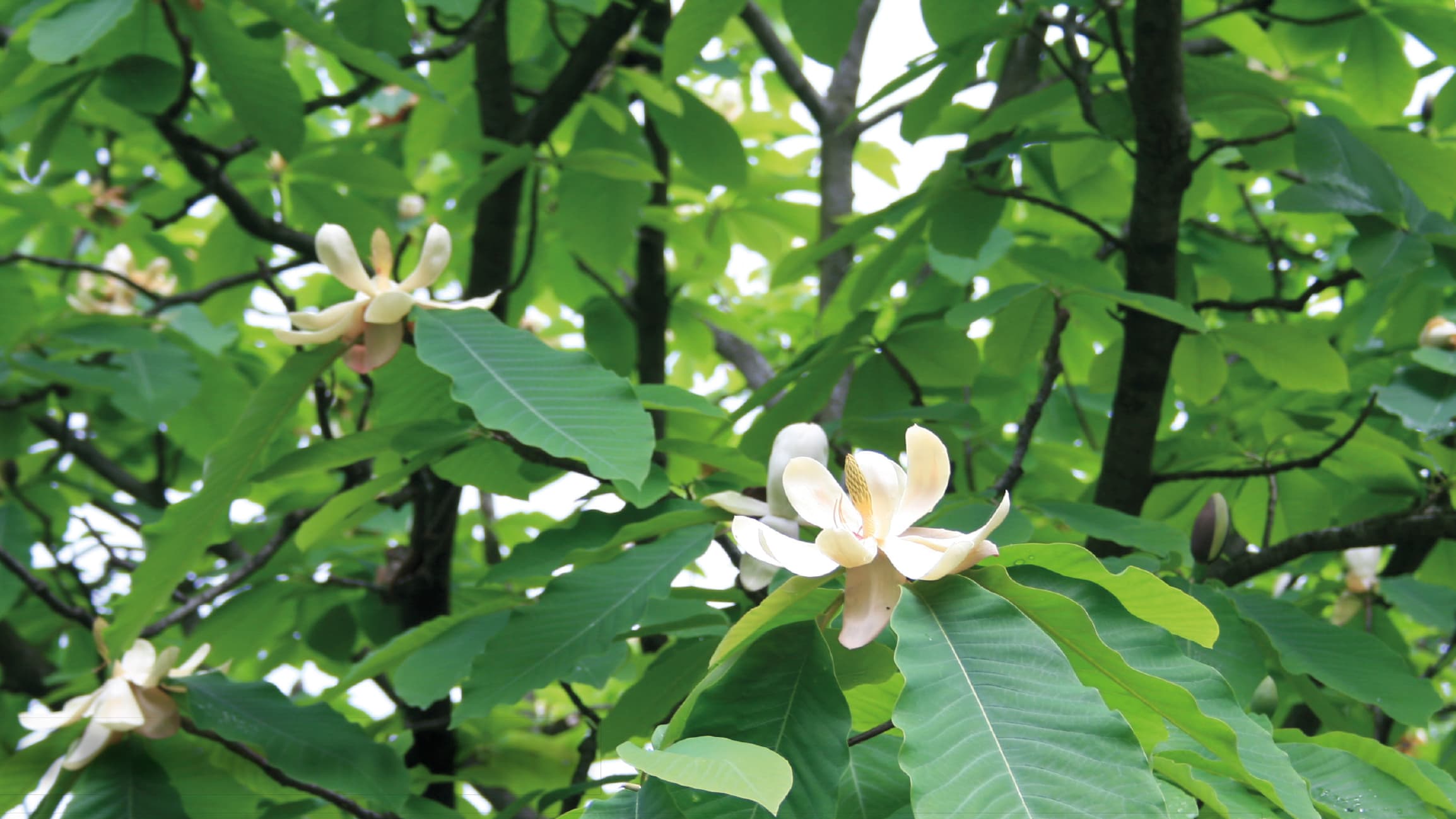 Japanese bigleaf magnolia (Magnolia obovata)