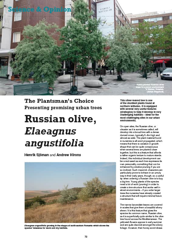Russian olive (Elaeagnus angustifolia)