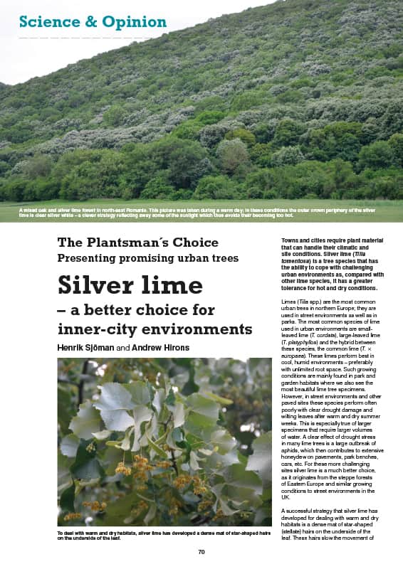 Silver lime (Tilia tomentosa)