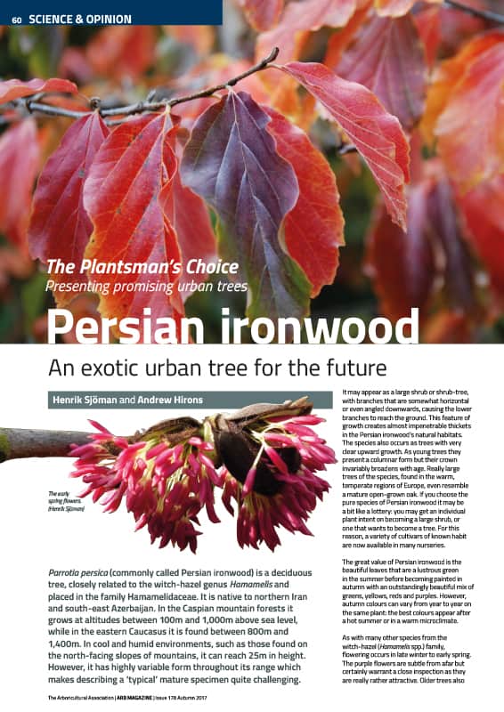 Persian ironwood (Parrotia persica)
