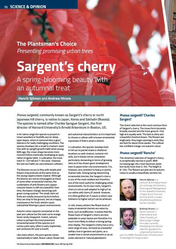 Sargent's cherry (Prunus sargentii)