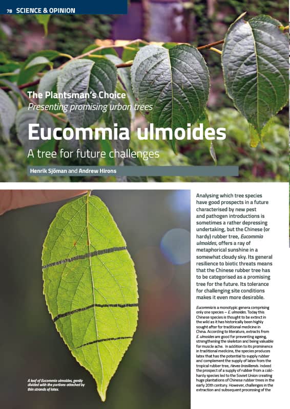 Chinese rubber tree (Eucommia ulmoides)