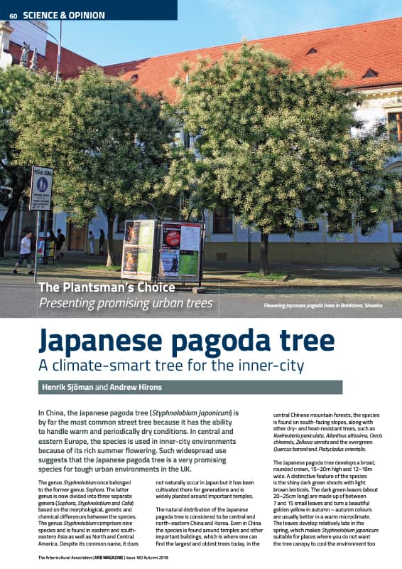 Japanese pagoda tree (Styphnolobium japonicum)