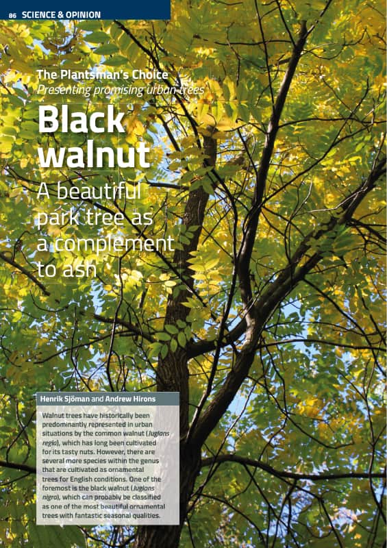 Black wlanut (Juglans regia)