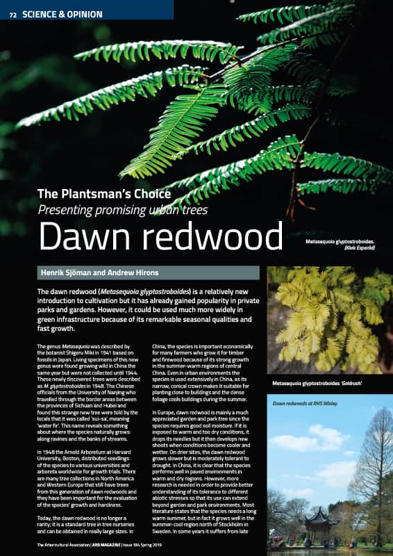 Dawn redwood (Metasequoia glyptostroboides)