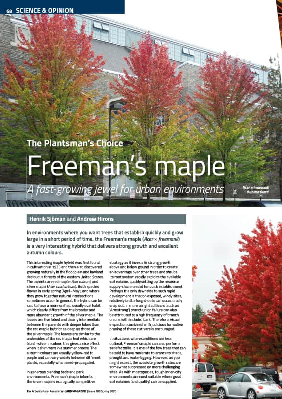 Freeman's maple (Acer x freemanii)