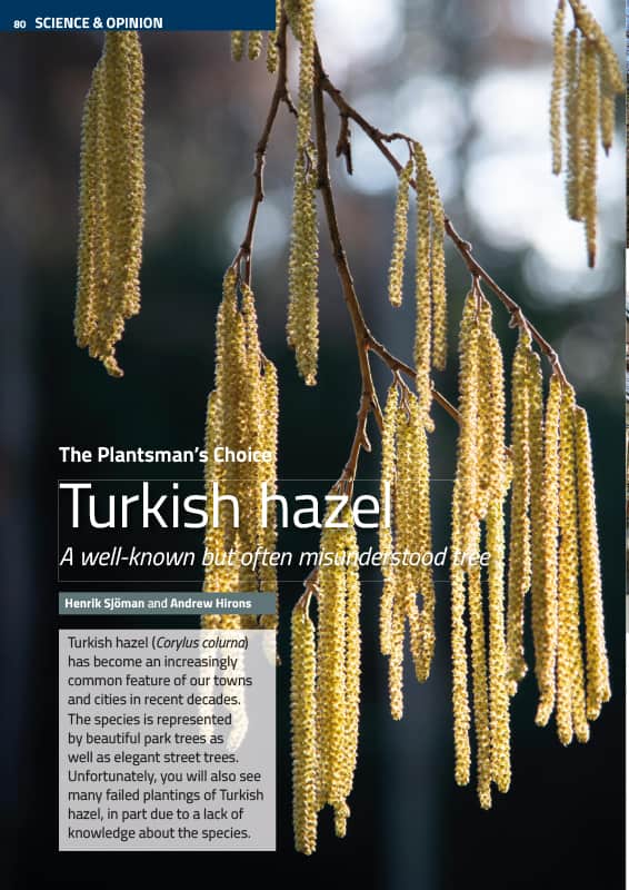 Turkish hazel (Corylus colurna)