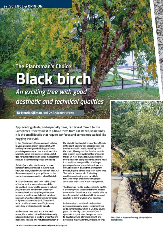 Black birch (Betula nigra)