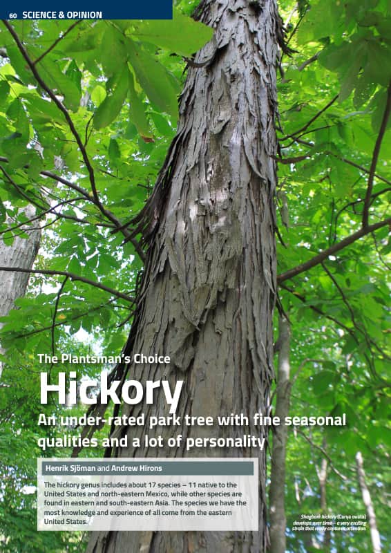 Hickories (Carya spp.)